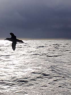 ein Vogel fliegt alleine über silbernem Meer